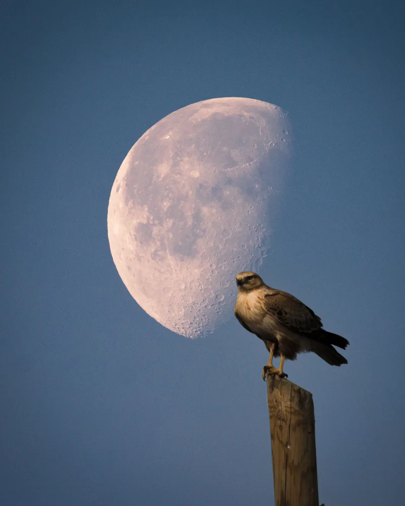 Hawk and Day Moon #1/1