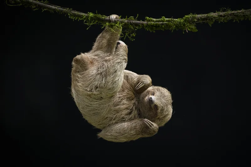 Bearish