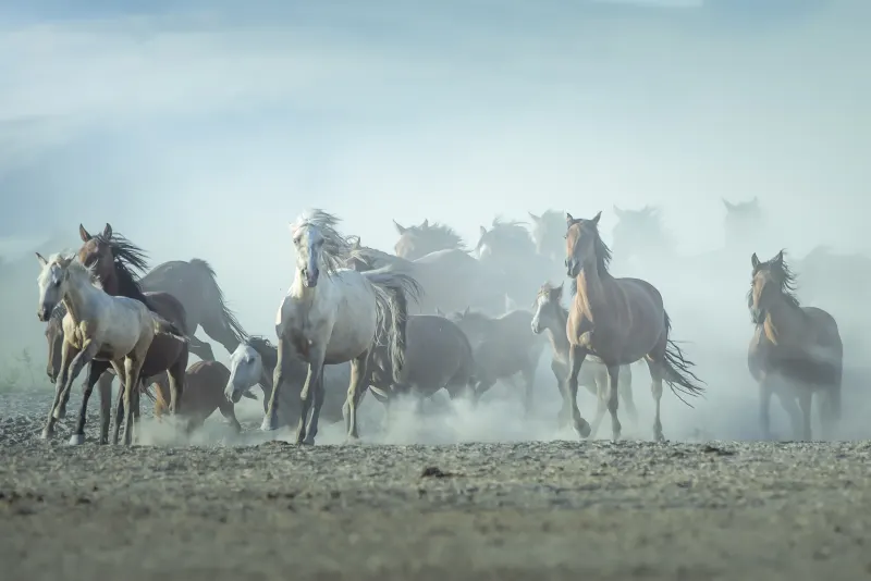 Wind Run