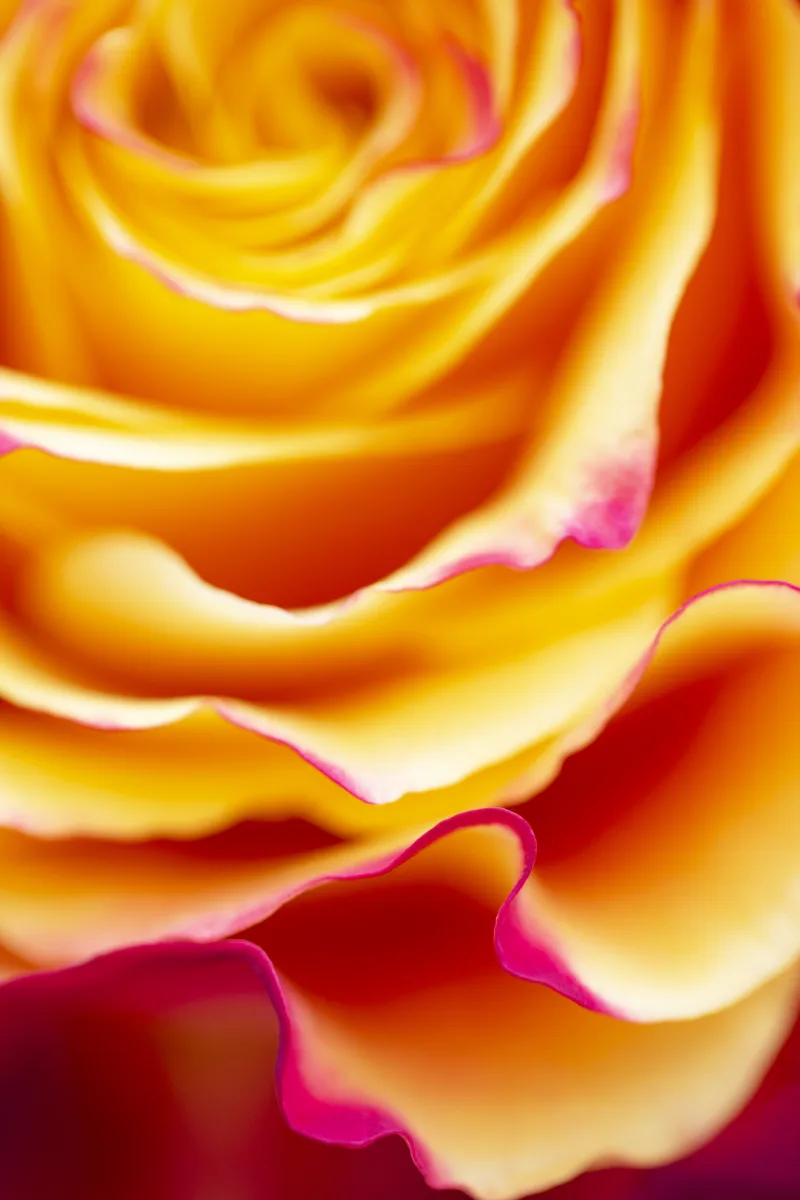 The Layers That Create Us #4/11