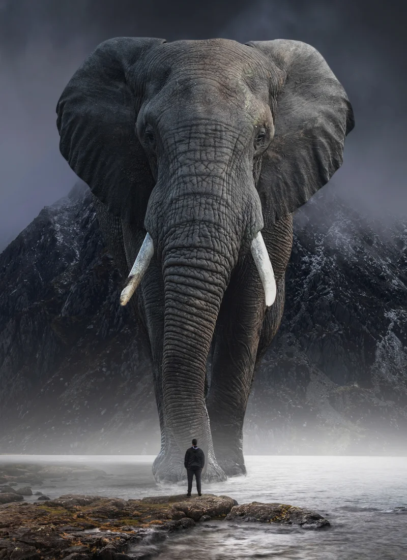 Journey of the Elephant