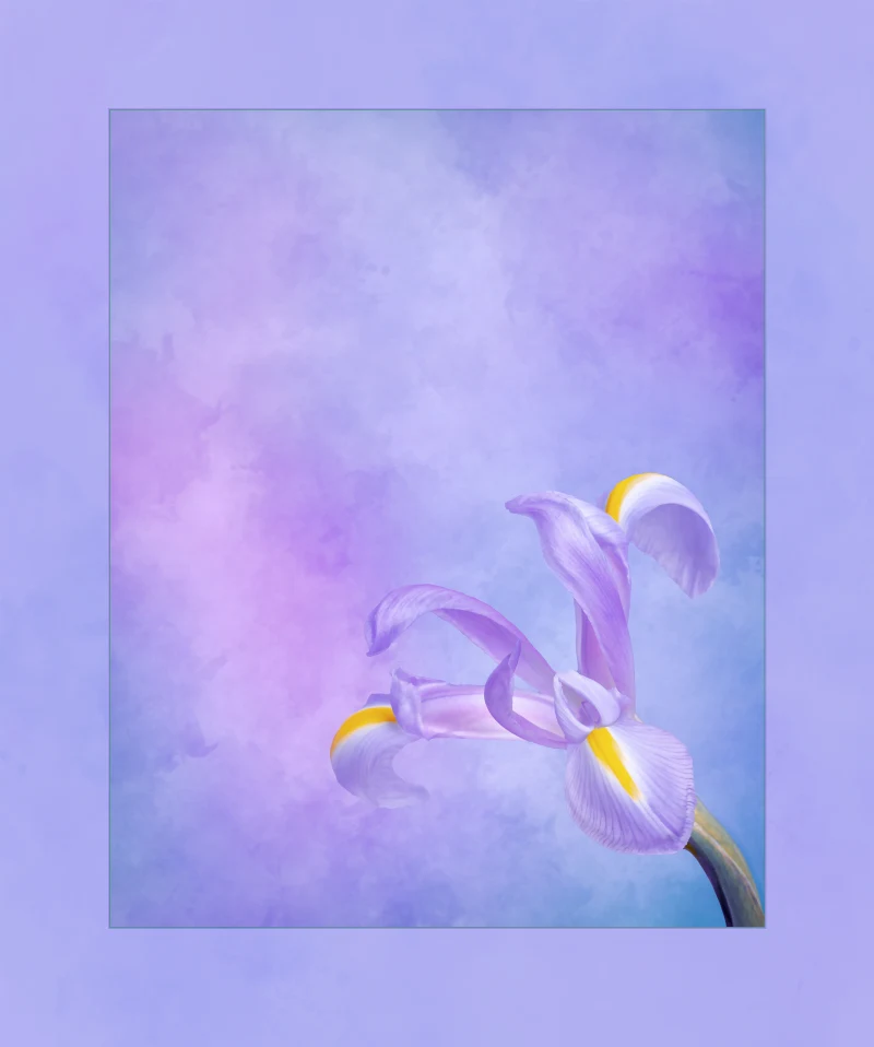 Asset Image