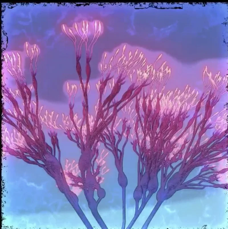 The Bloom