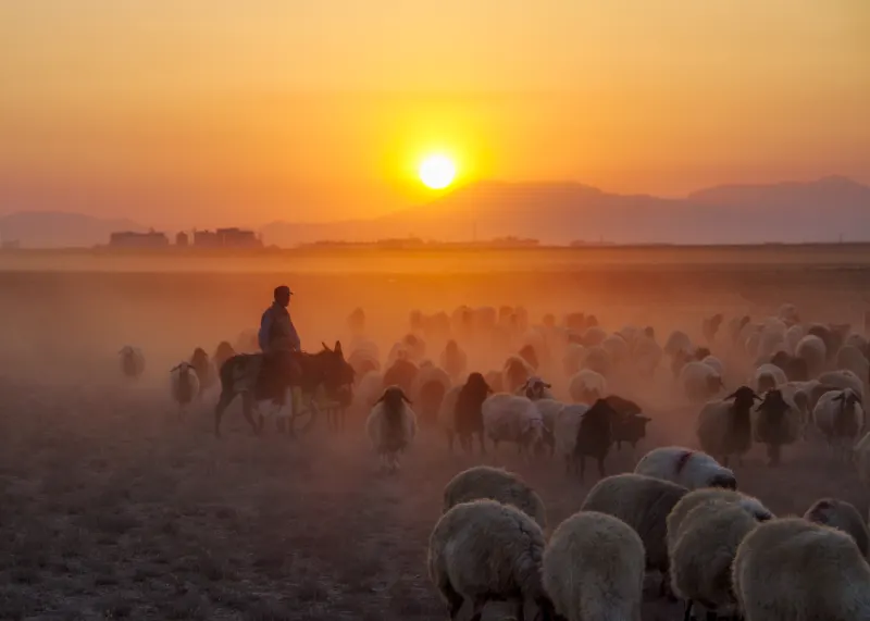 Shepherd_3