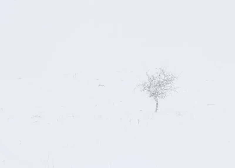 snow
