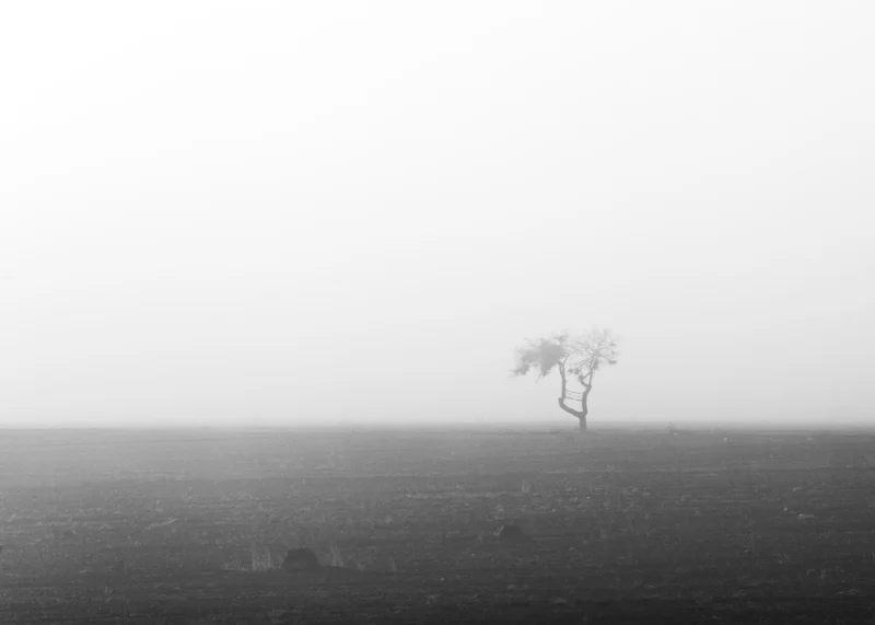 Fog