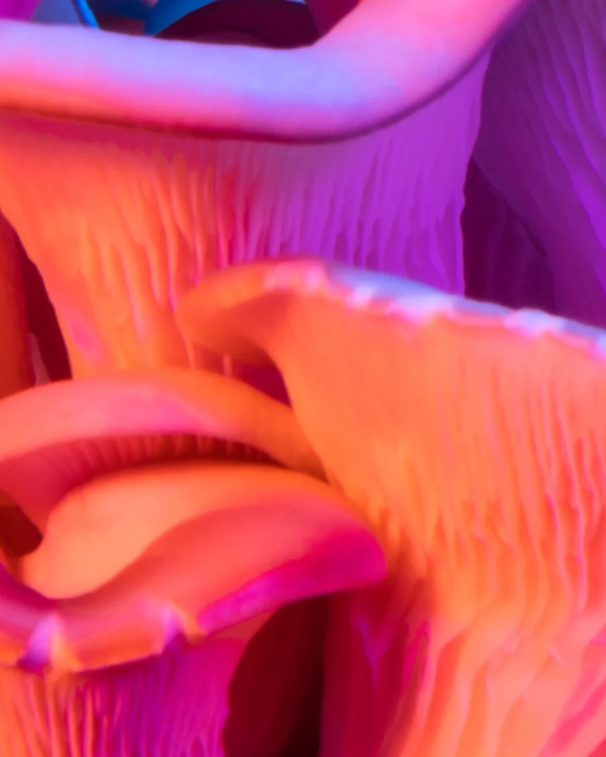 Collection banner