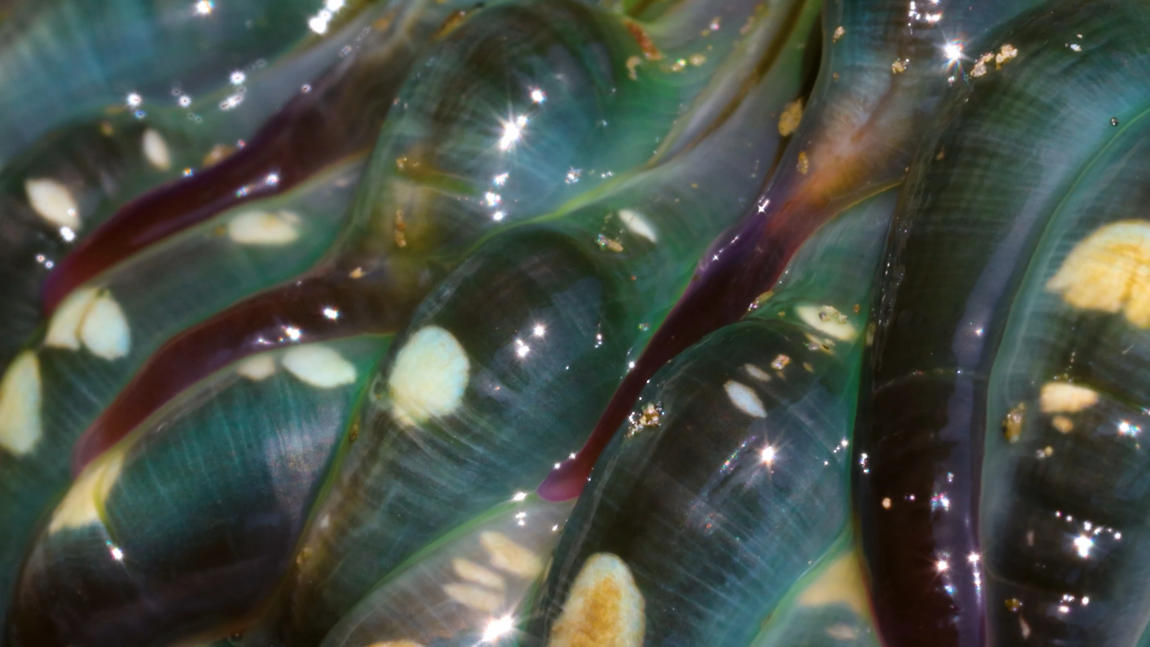 Collection banner