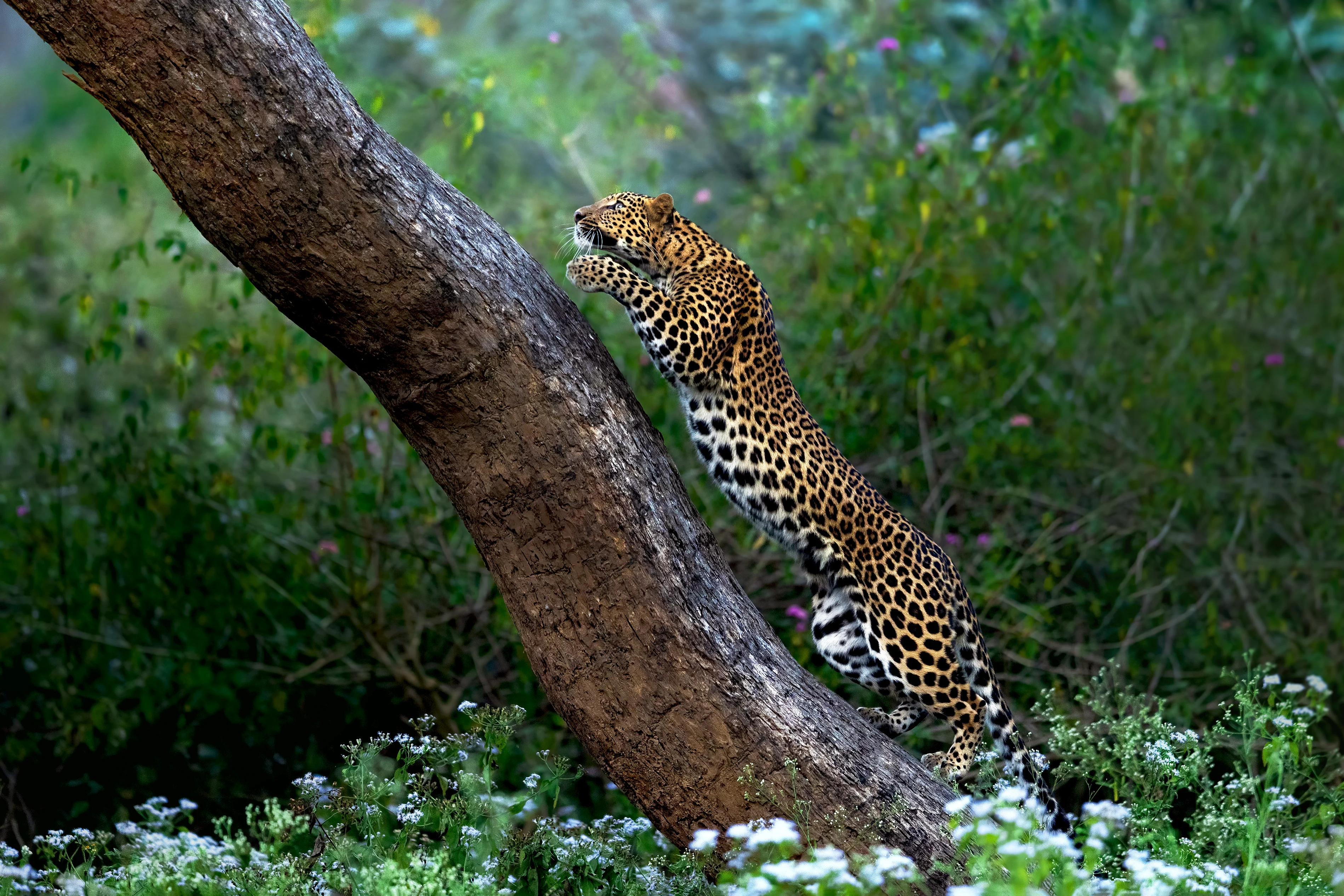 Leopard's Leap