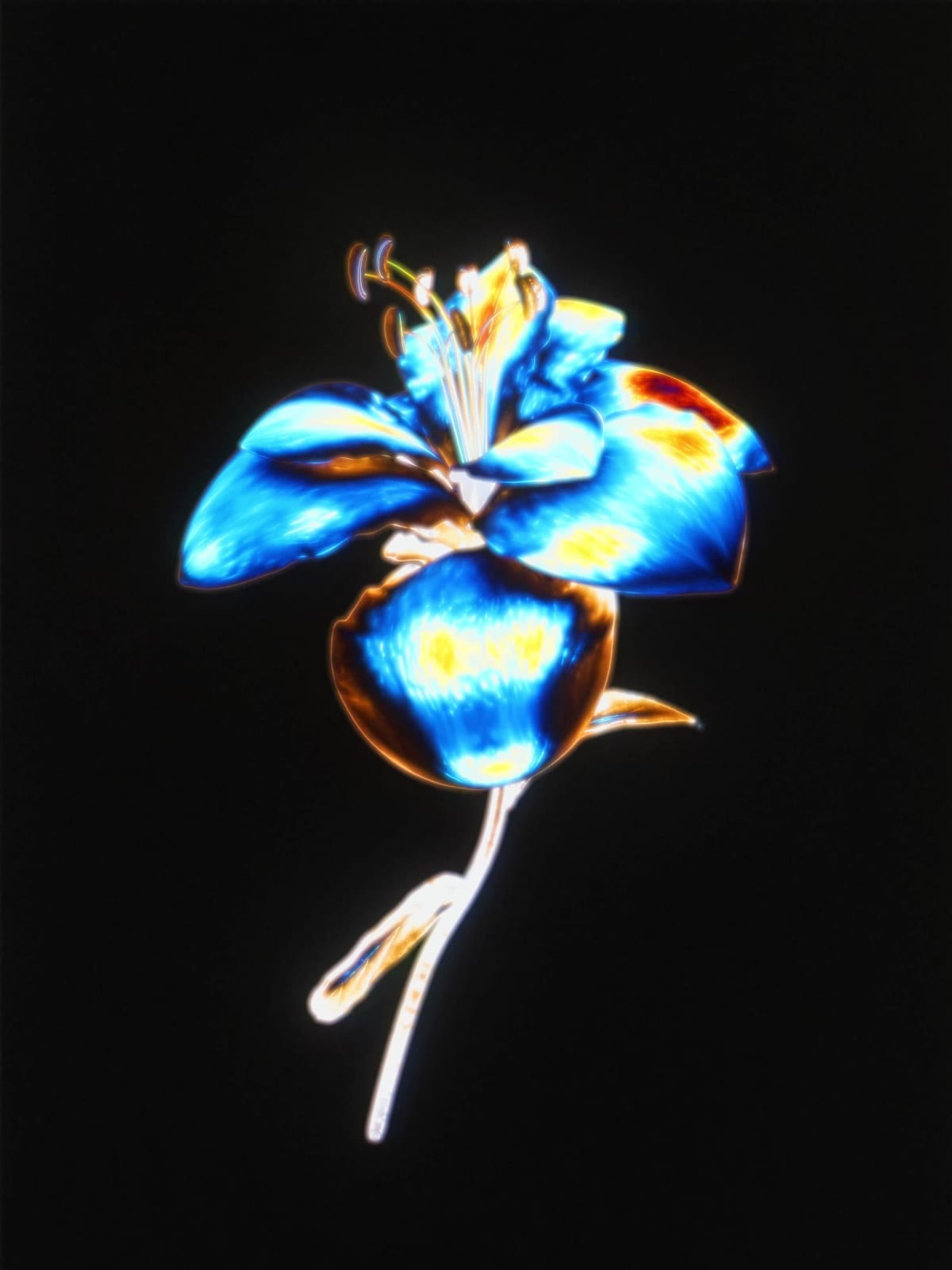 A Study in Floral Hypercolor