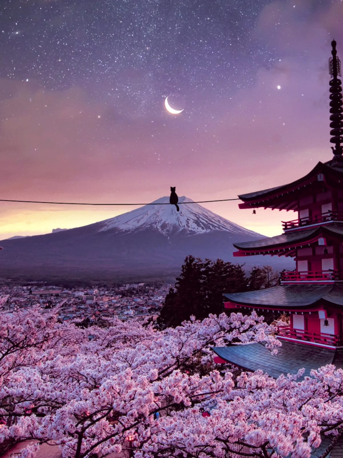 The Cat And The Moon