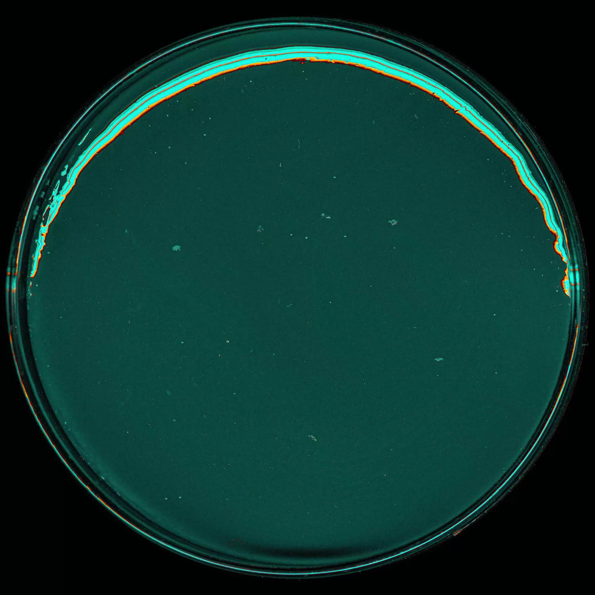 ILLEGITIMATE PATHOGENIC KAWS!!