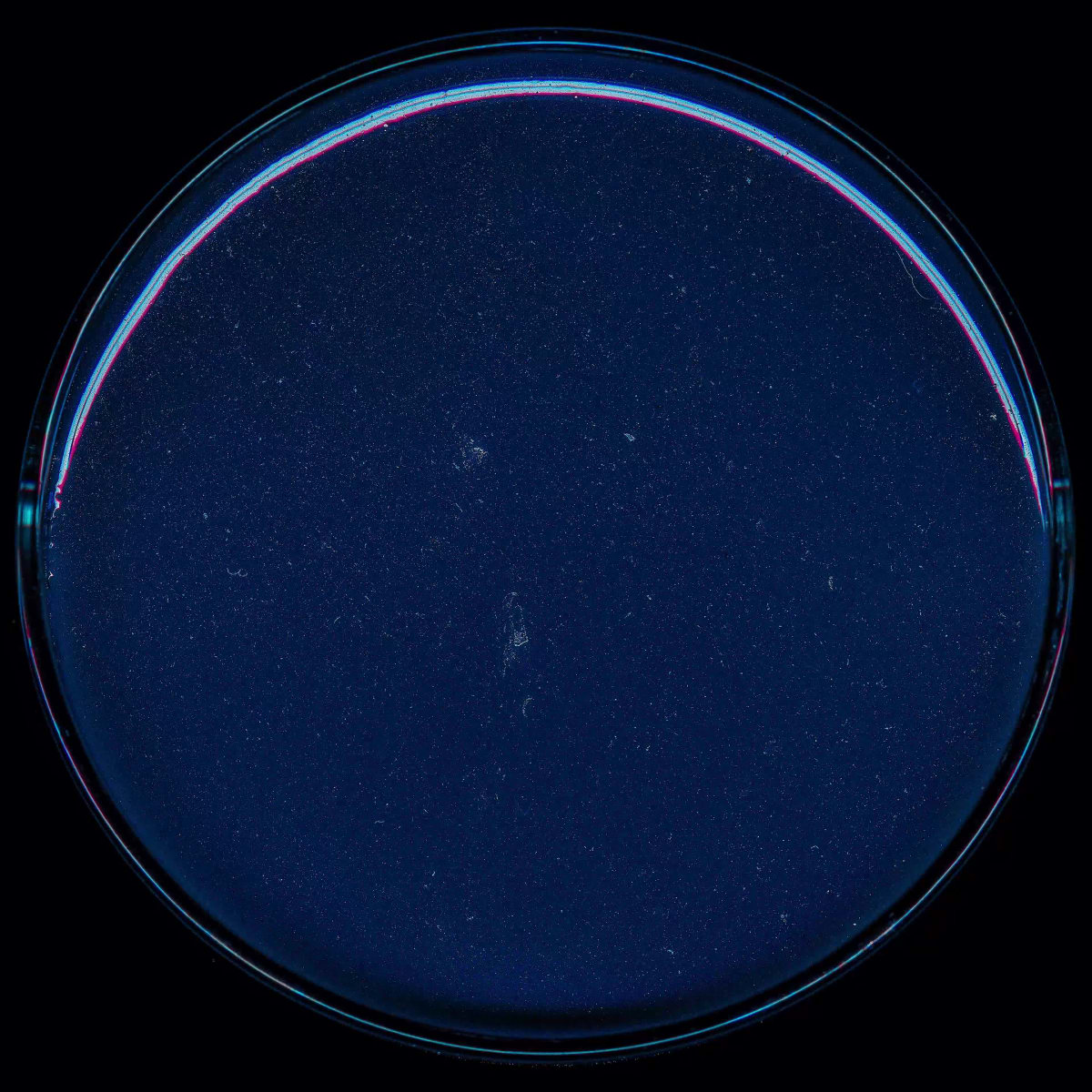 JEFF KOONS' BACTERIAL PINK BALLOONS!!