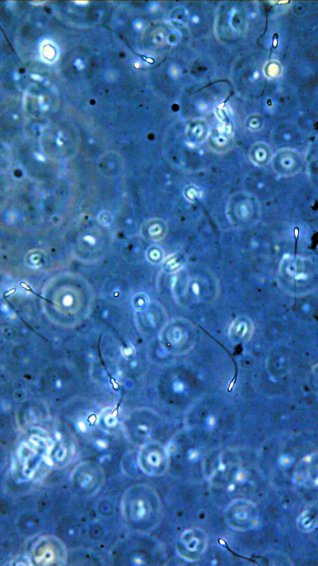 SPERM by Jason Al-taan