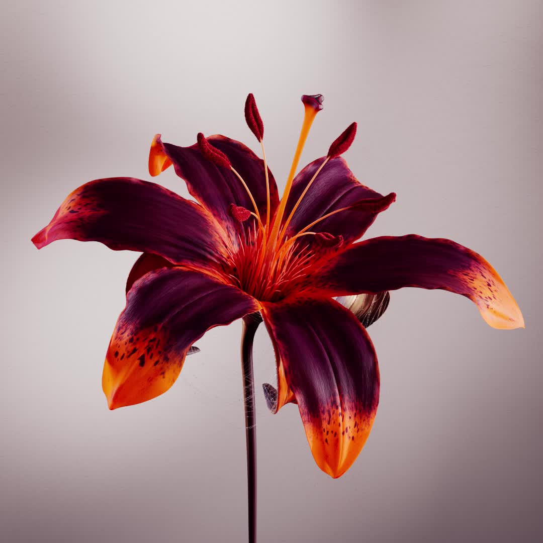 BLOOM-IGNIS