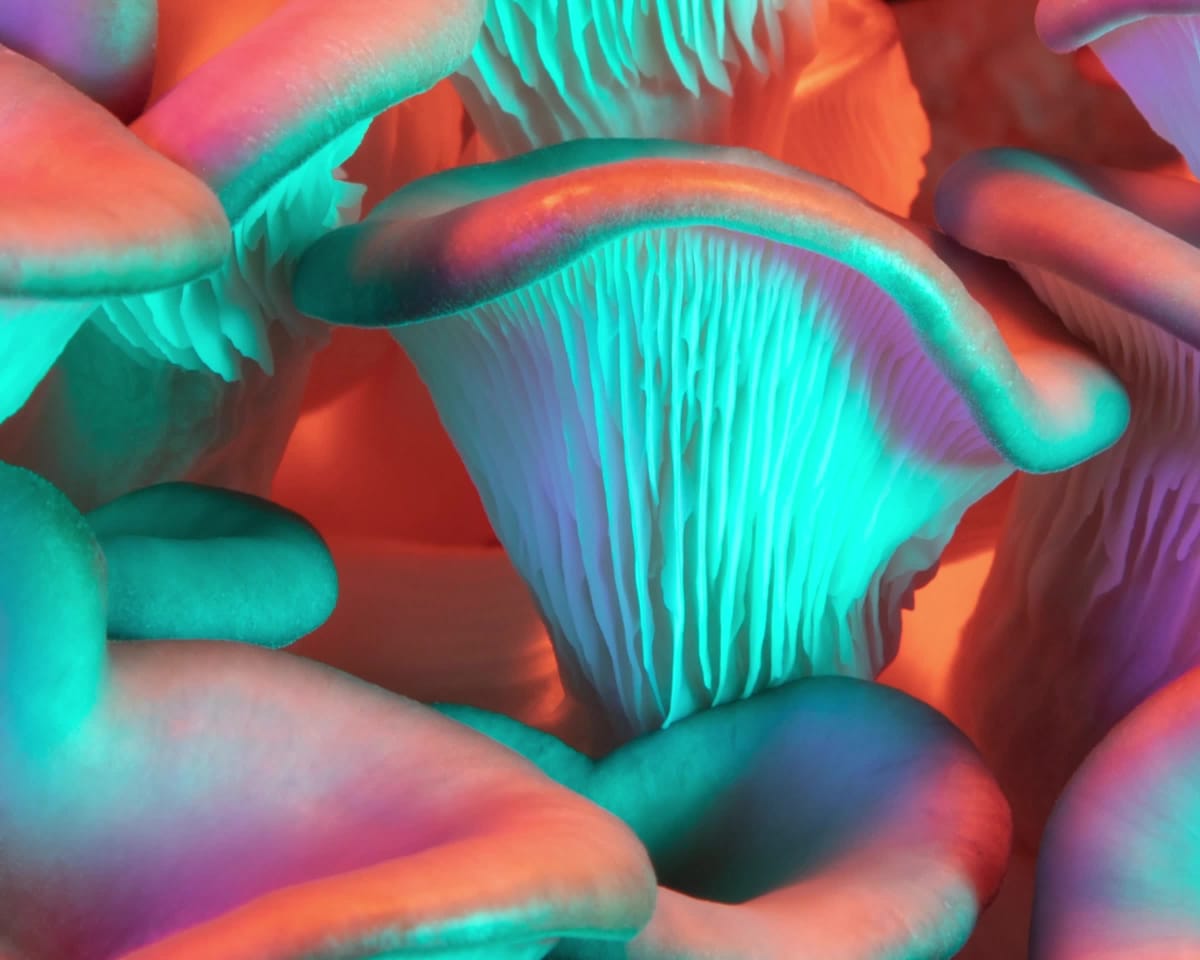 Blue Oyster 1