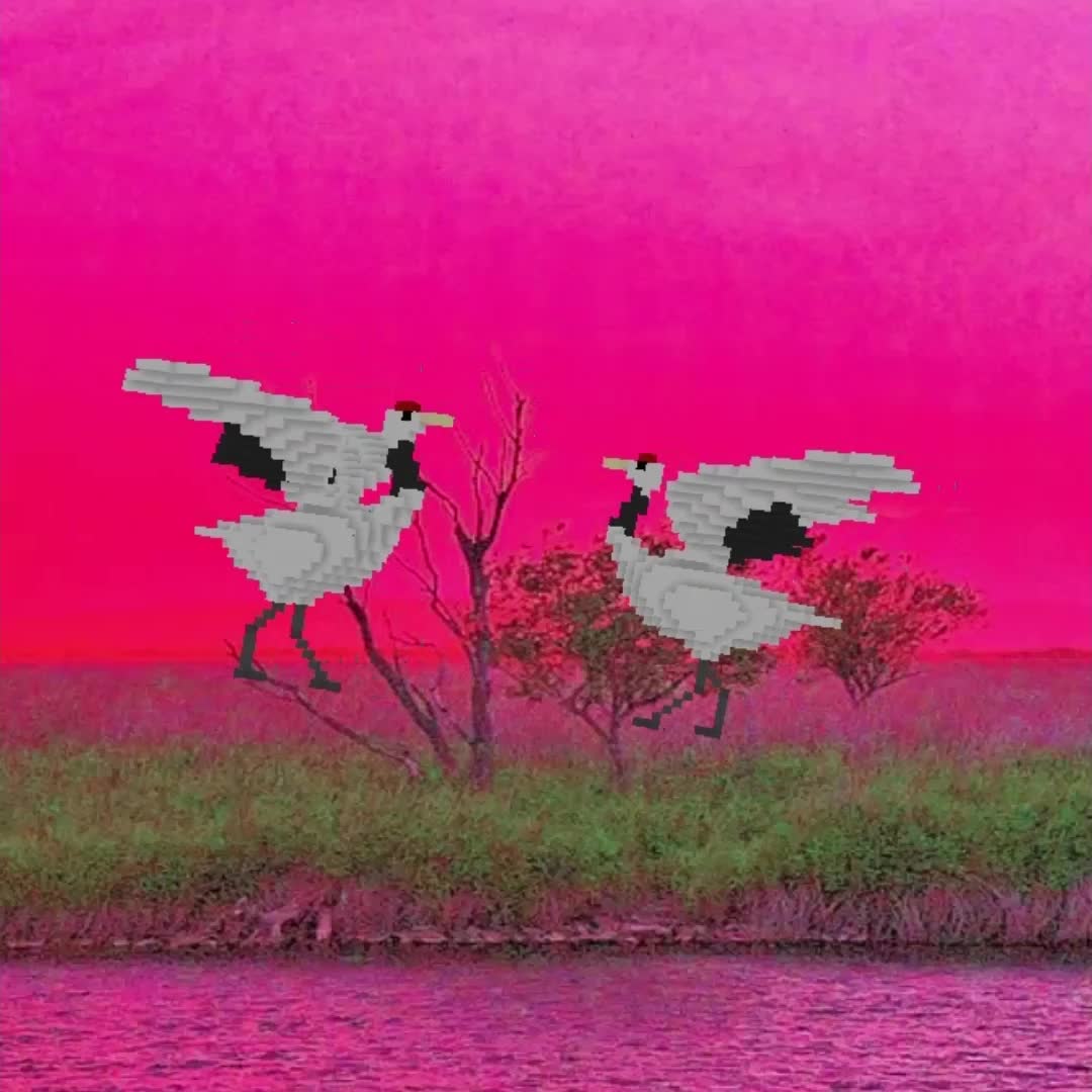 Courtship dance of the red-crowned cranes