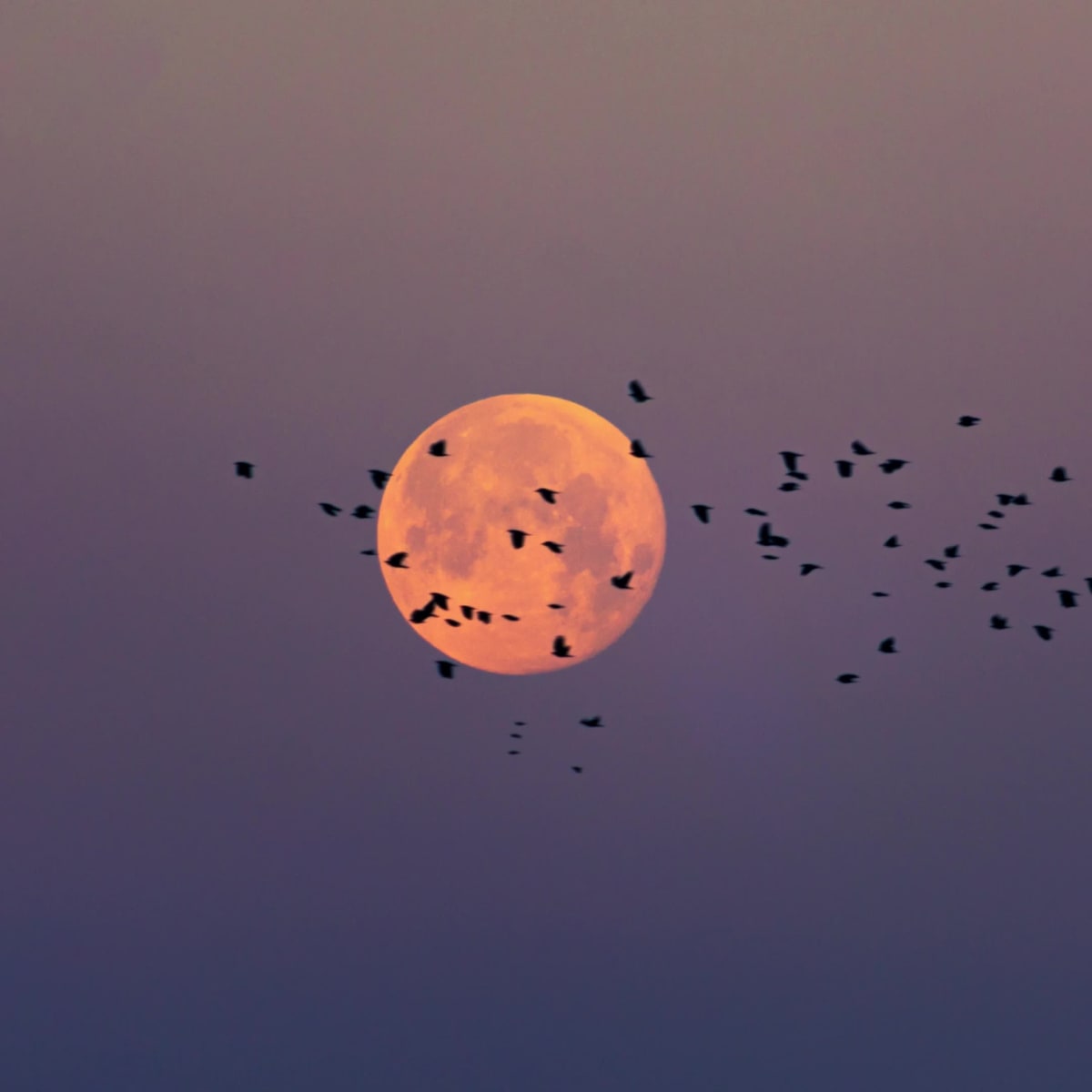 Migration