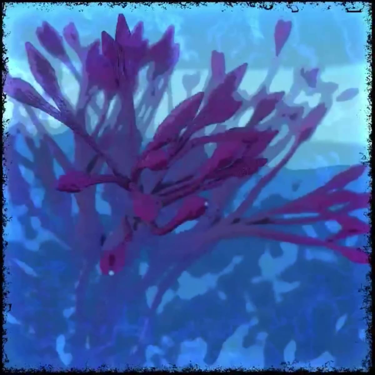 The Bloom