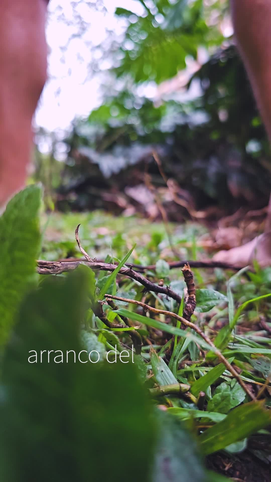 Raices Andantes