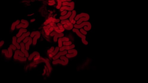 Somnium Rubrum