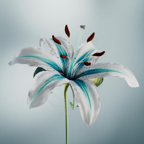 BLOOM-CALLAIS