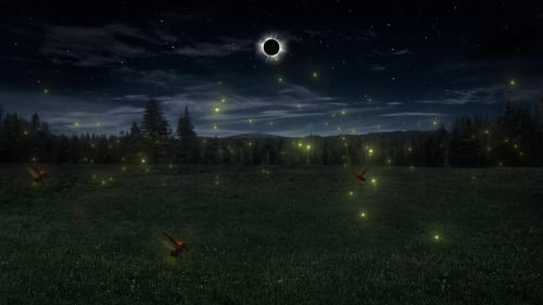 Do fireflies come out during a solar eclipse?