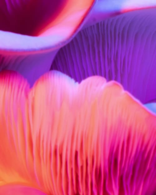 Blue Oyster 4
