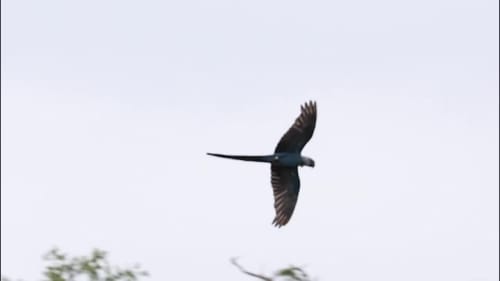 Spix's Macaw's First Flight