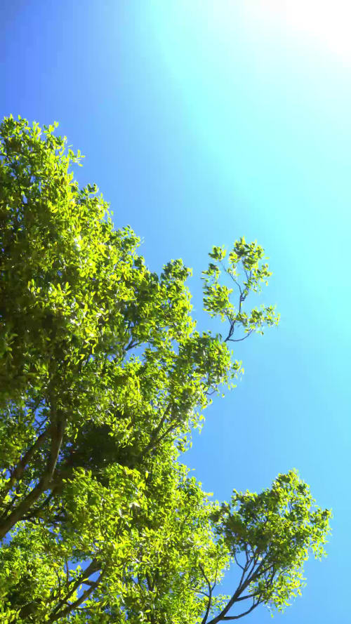 A Summer Breeze