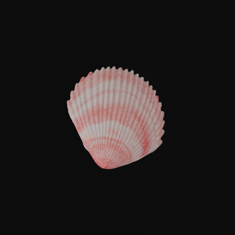 Shell from a trip to the beach #39/100