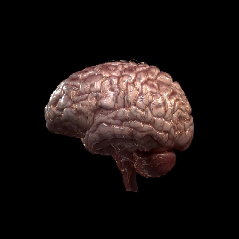 Human Brain