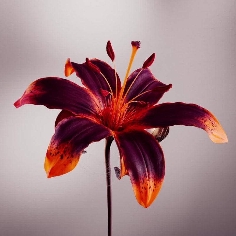 BLOOM-IGNIS