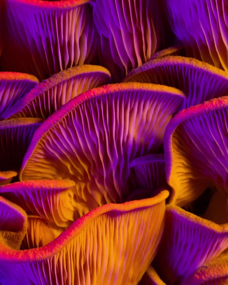 Red Oyster