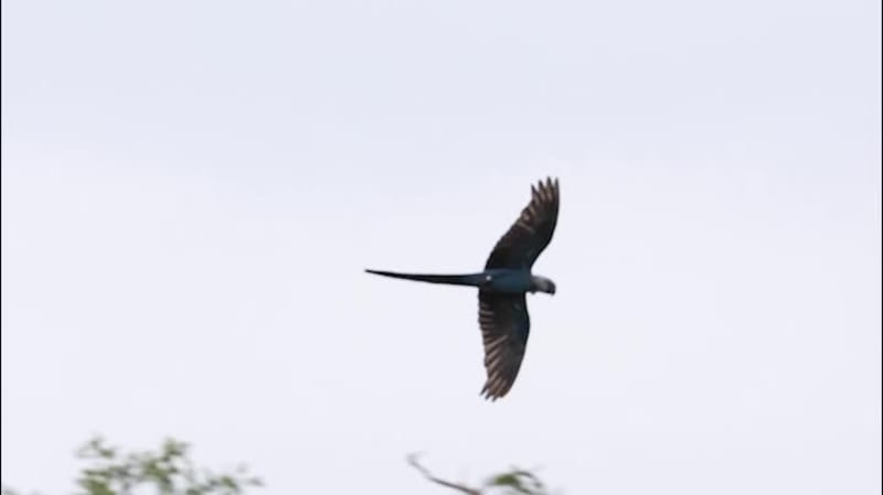 Spix's Macaw's First Flight #34/49